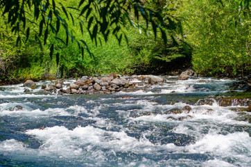 mountain river in the forest