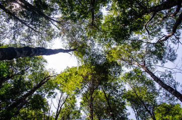 trees and blue sky
