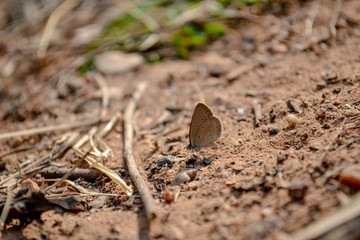 Lesser grass blue butterfly perching on ground 