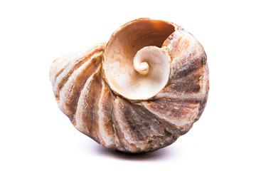 Seashell isolated on  white background. Background for design