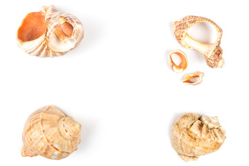 Seashell isolated on  white background. Background for design