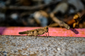 Short-horned Grasshopper  perching on dried bamboo 