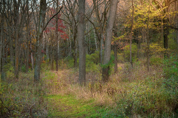 Sunlit wooded path in autumn
