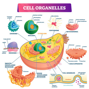 Cell organelles biological vector illustration diagram