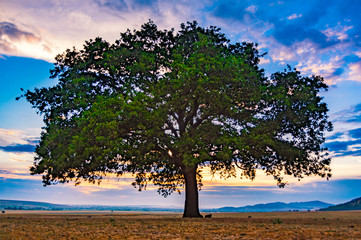 Obraz premium Beautiful landscape with a lonely oak tree in the sunset and dramatic clouds, Dobrogea, Romania
