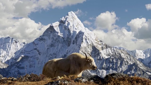White yak in the Nepalese Himalayas. Snow-covered Ama Dablam mountain on the background, Nepal. Everest Base Camp trek (EBC). Steadicam shot, 4K