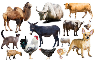 domestic animals collection