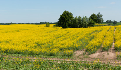 Flowering rape field with in the  landscape  in  Poland