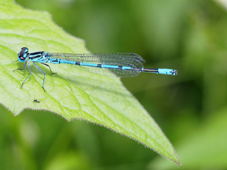 Blaue Libelle auf grünem Blatt