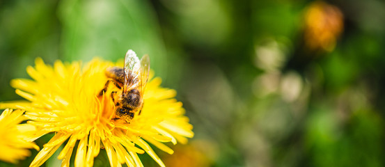 Honey bee covered with yellow pollen collecting nectar from dandelion flower. Important for environment ecology sustainability.
