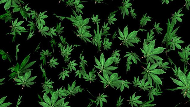 4K Flying Cannabis Green Leaves