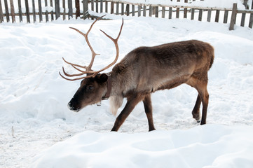 reindeer walking on the street