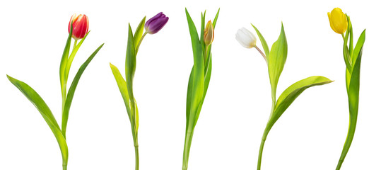 Colorful Tulips (Lily family, Liliaceae) isolated on white background, including clipping path.