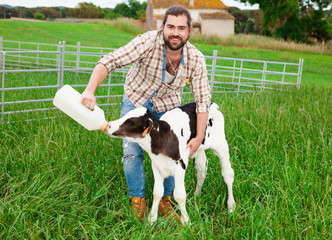 man employee feeding newborn calf on grass pasture © caftor