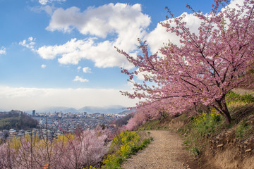 花見山公園の桜と福島市街