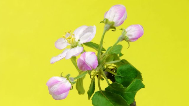 Timelapse apple branch with opening flowers on yellow background. 4k UltraHD 3840x2160.