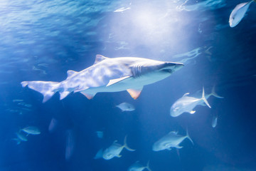 Shark swimming in the calm waters