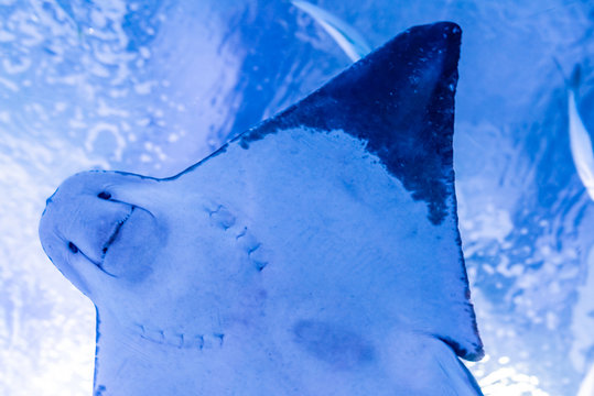 Requiemhaie Bilder Durchsuchen 757 Archivfotos, und