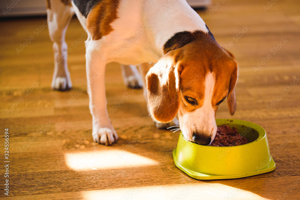 Wall mural Dog beagle eating canned food from bowl in bright interior. Dog food concept.