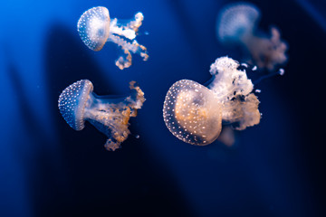 Jellyfish swimming through the crystals