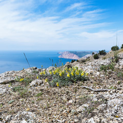 Fototapeta na wymiar Yellow flowers (antirrhinum) bloom on top of a mountain in Crimea. Landscape view of the sea and the blue sky from a cliff.
