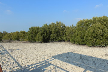 tree or plants in mangrove forests of Al Jubail Islands of Abu Dhabi, UAE