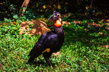 Southern ground hornbill. Uganda