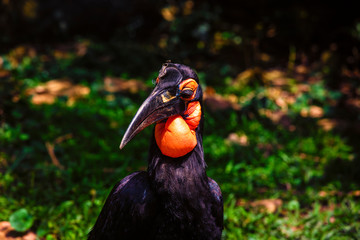 Southern ground hornbill. Uganda