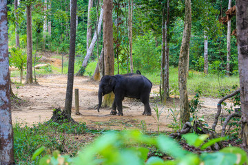 Obraz premium Asian elephant at Kenyir Elephant Conservation Village
