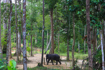 Asian elephant at Kenyir Elephant Conservation Village