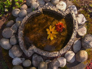 flower in a small man made cement pond