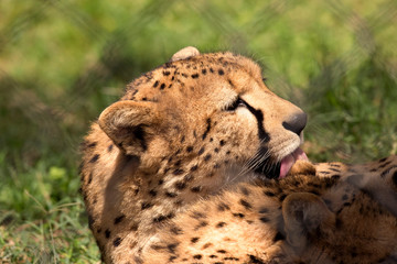 Two cheetah are resting in shadow
