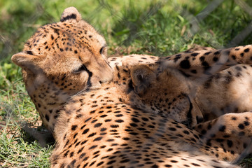Two cheetah are resting in shadow