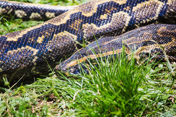 Python is lying in grass