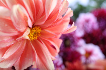 Dahlia flower and bokeh flowers background