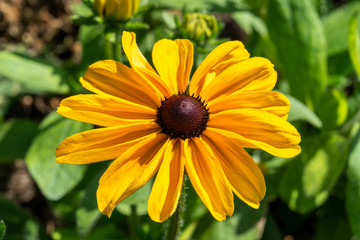 Rudbeckia hirta 'Irish Spring' a yellow herbaceous perennial summer autumn flower plant commonly known as Black Eyed Susan or Coneflower