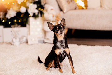 Russian terrier puppy on a Christmas background. family member