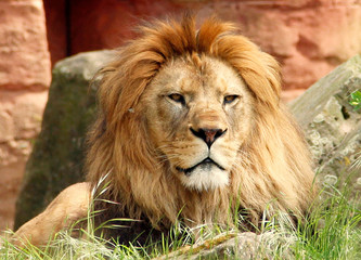 Obraz na płótnie Canvas a view from a watching adult Berber lion, Panthera leo leo