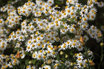 White little chrysanthemums