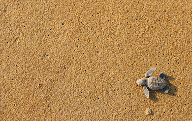 Baby turtles (Hawksbill sea turtle) popped out of the sand and waddled toward the ocean.