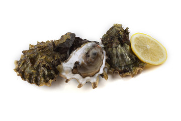 Oysters isolated on white