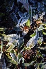 Green grass with hoarfrost on it.