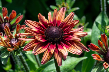 Rudbeckia hirta 'Chim Chiminee' a yellow orange red herbaceous perennial summer autumn flower plant commonly known as Black Eyed Susan or Coneflower