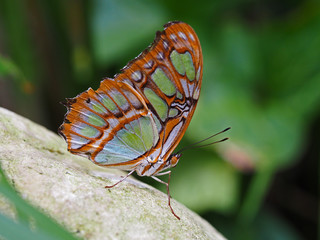 Fototapeta na wymiar Bunter Schmetterling auf einem Stein