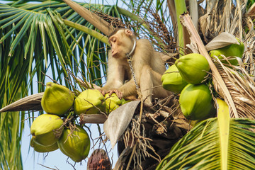 Monkey pick up a Coconut from a tree.