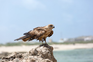 Harrier on the Indian ocean coast
