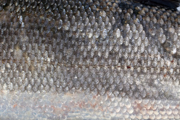 Rudd fish scales background © Alex Coan