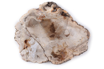 Ancient wood fossil