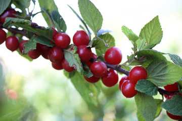 Nanking cherry bush