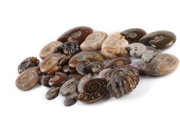 Ammonites isolated on white. Different ammonite varieties